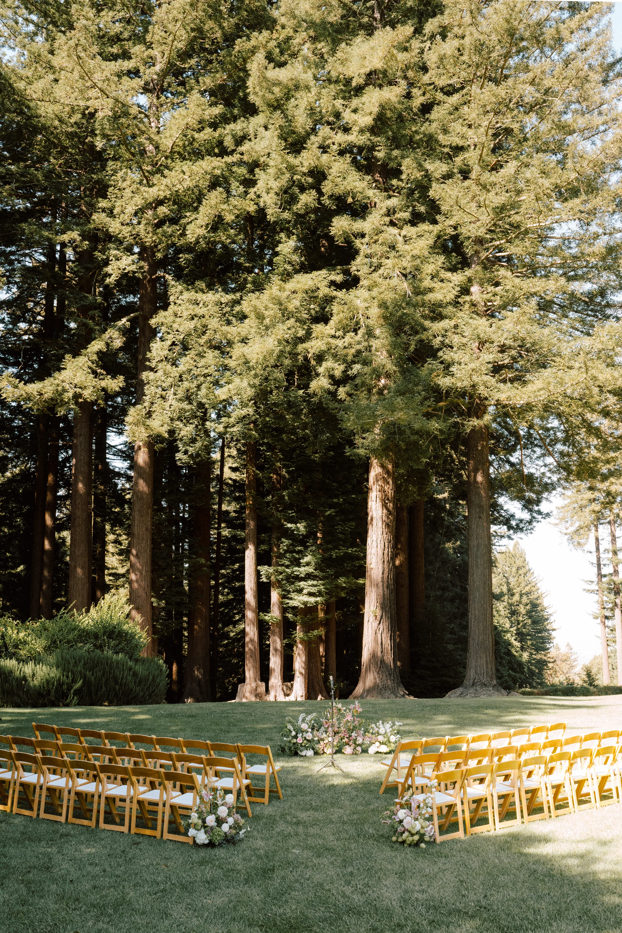 Rows of gold ceremony chairs set among the redwoods
